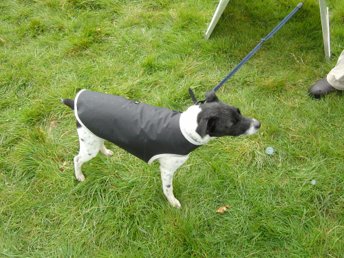 dog coat by bettysbeds 20inch