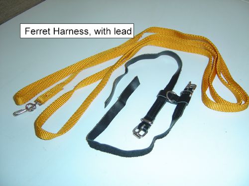 Ferret Harness & Lead